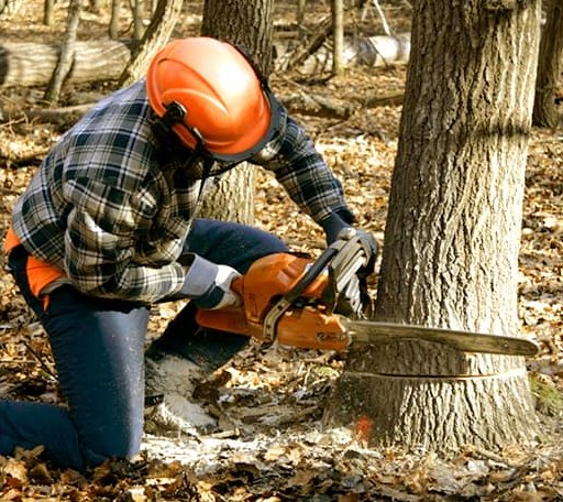 Tree Removal in Bunnlevel, NC